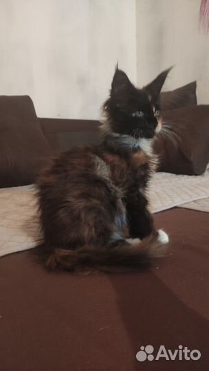 Котята мейн-кун