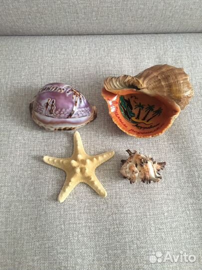 Ракушка морская