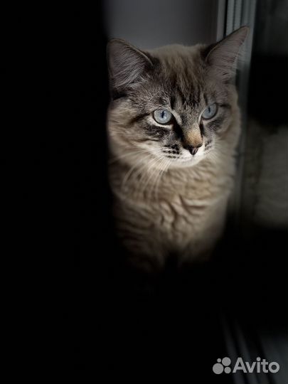 Кот невский вязка