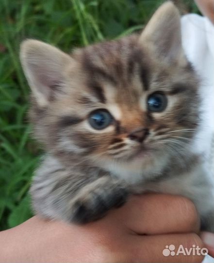 Котята отдам бесплатно