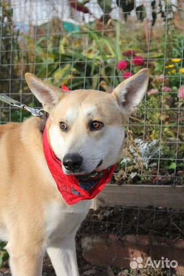 Лис - спокойный и добрый пес