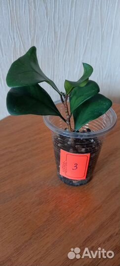 Фикус Триангулярис Грин Дрим (Кокетка)