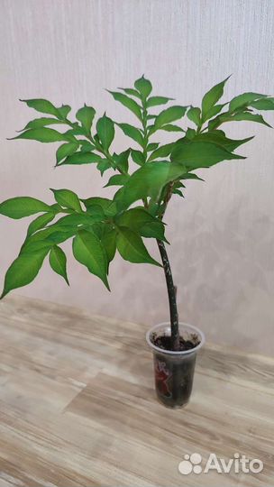 Аморфофаллус