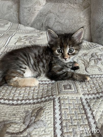 Котята