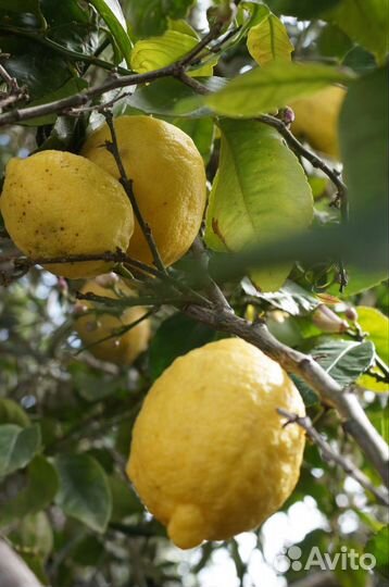Лимон дерево 6 лет