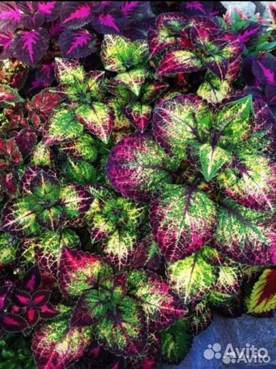 Колеус Аватар и другие