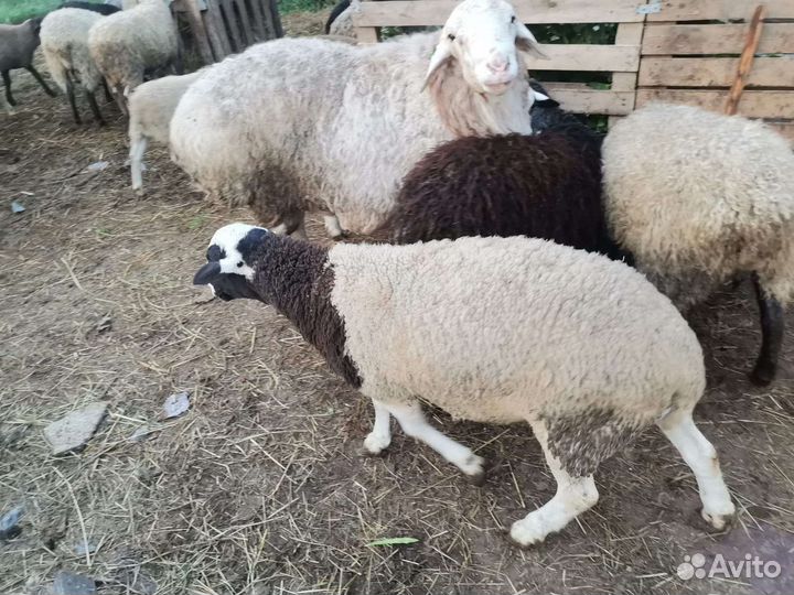 Баран дорпер