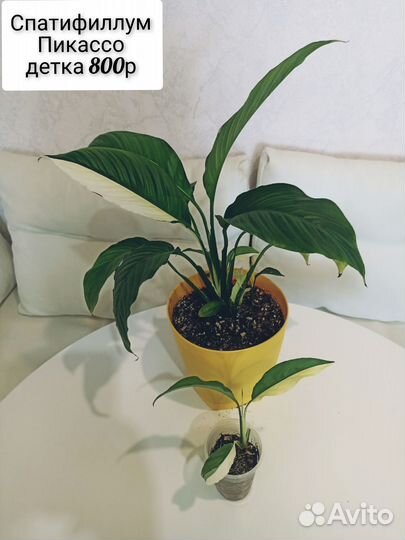 Комнатные растения разные