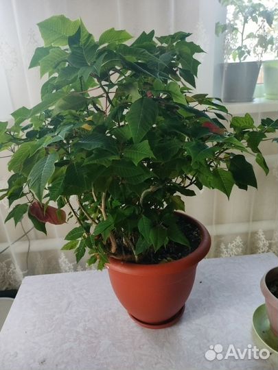 Пуансеттия рождественская звезда