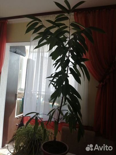 Хлорофитум кудрявый