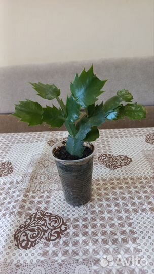 Декабрист шлюмбергера сортовой