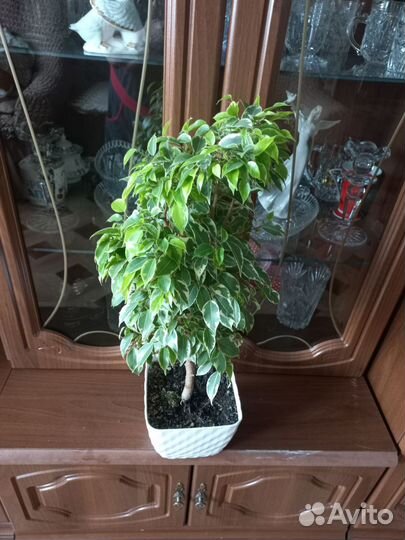 Продам цветы фикус