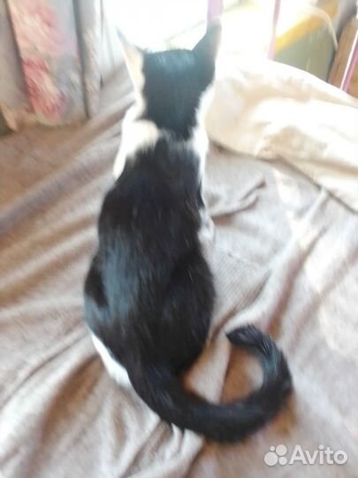 Отдается котенок