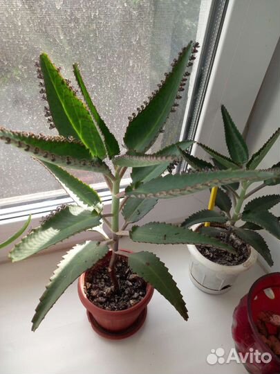 Каланхоэ лечебное