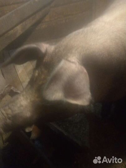 Молоко козье, яйцо