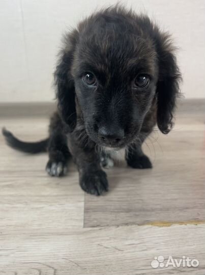 Отдаем щенка