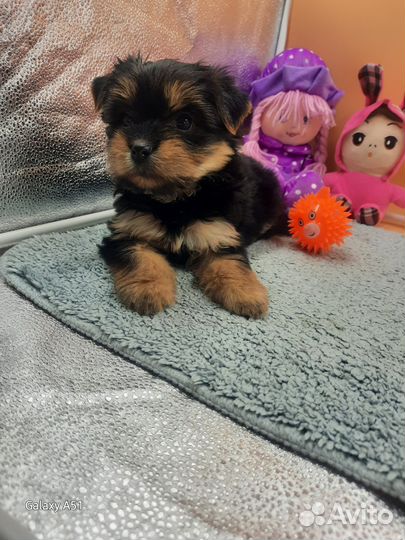 Йоркширский терьер девочка