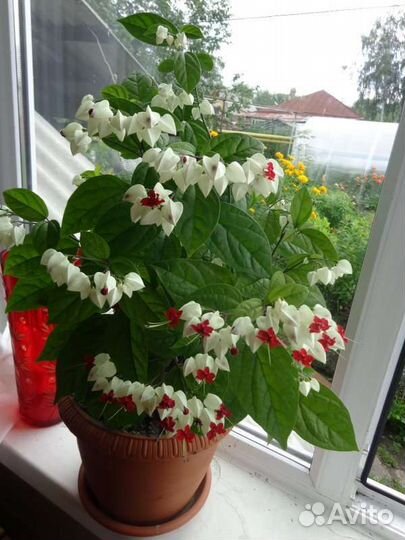 Клеродендрум Томсона, остался 1