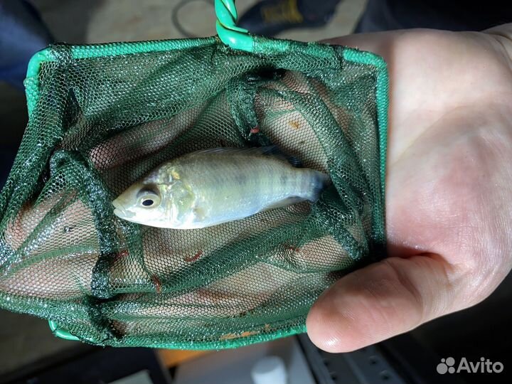 Африканский Окунь (Тиляпия) малек