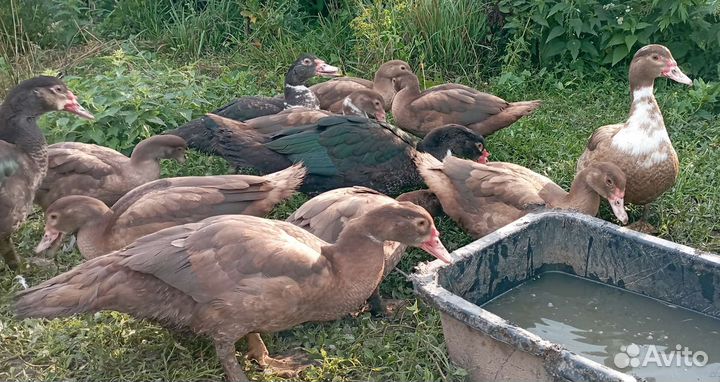 Мускусные утки