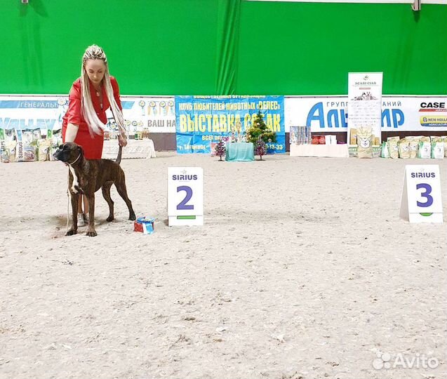 Боксёры Юниоры