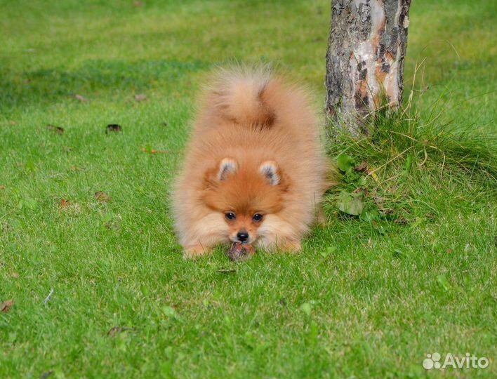 Пушистая лисичка