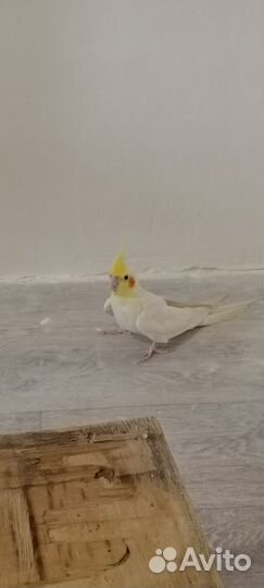 Попугай корелла с клеткой