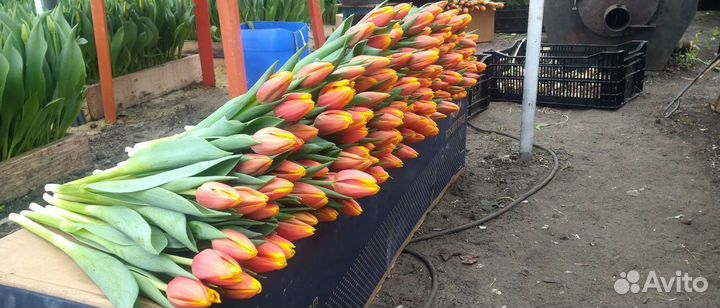 Тюльпаны оптом