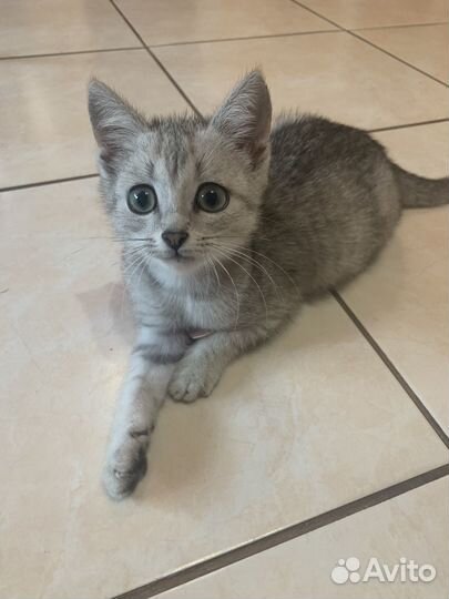 Котенок мальчик бесплатно