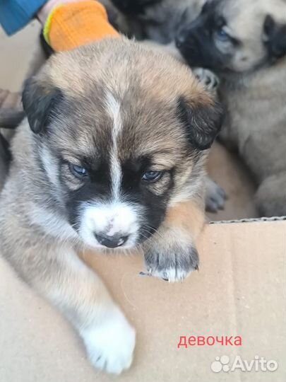 В хорошие руки классные щенки