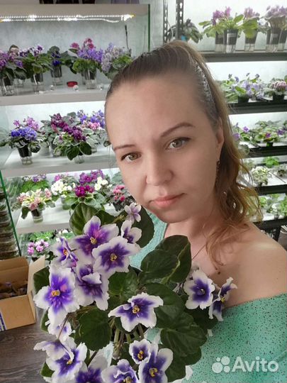 Сортовые фиалки почтой России, черенки, детки