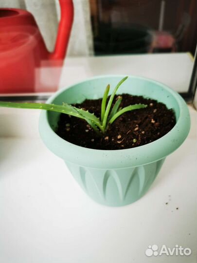 Алоэ, молодые растения