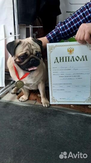 Мопс вязка
