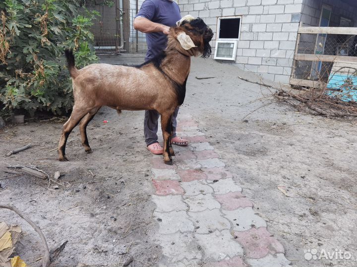 Нубийский козлик