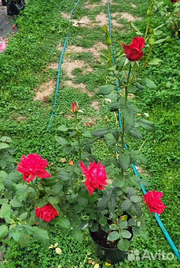 Саженцы роз в горшках