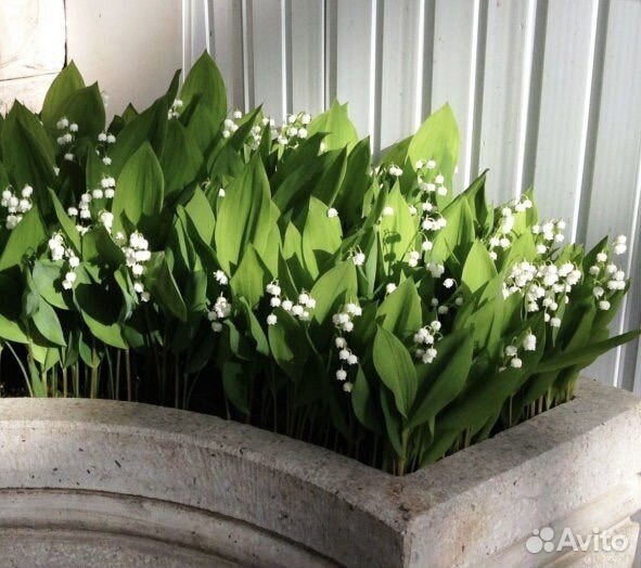 Морозостойкий ландыш, декоративные цветы