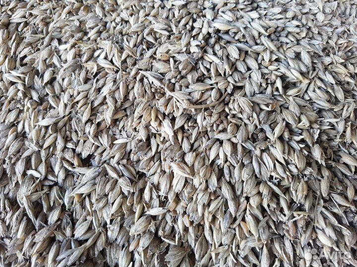 Полба сорт Руно