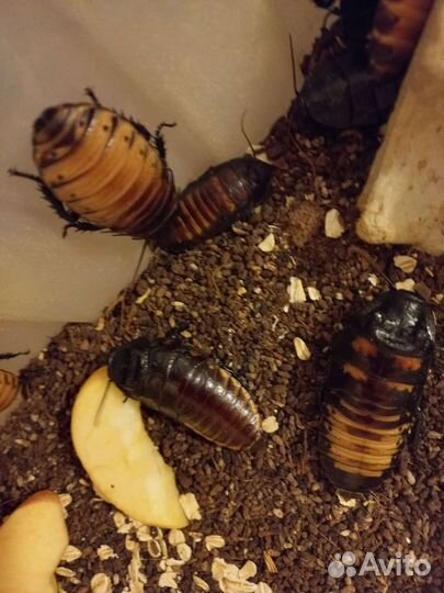 Тараканы Archimandrita tessellata/Blaptica dubia