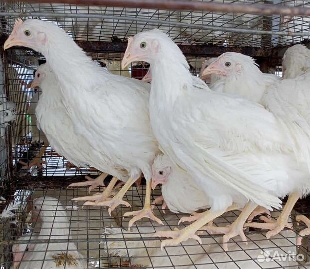 Супер несушки