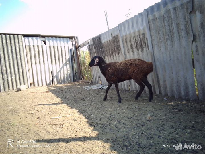 Курдючные бараны овцы