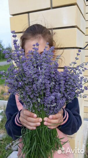 Лаванда. Приезжайте набирать самостоятельно)