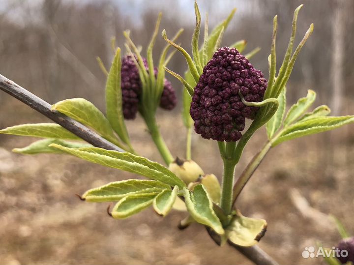 Семена Бузины красной