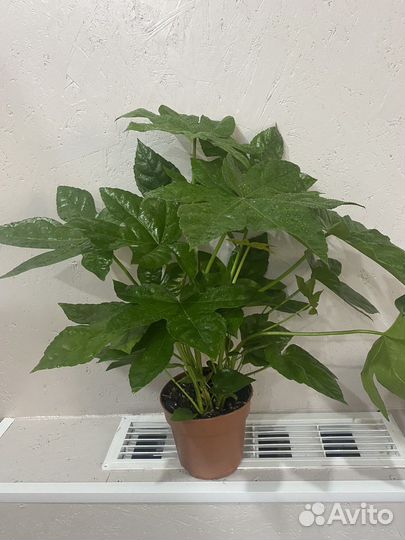 Комнатные растения