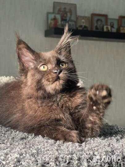 Котята мейн-кун черная девочка