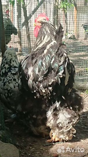 Кохинхин мраморный инкубационное яйцо