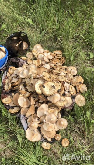 Сырой груздь