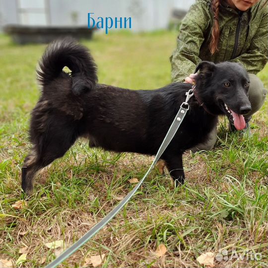 Небольшие собачки ждут вас в приюте