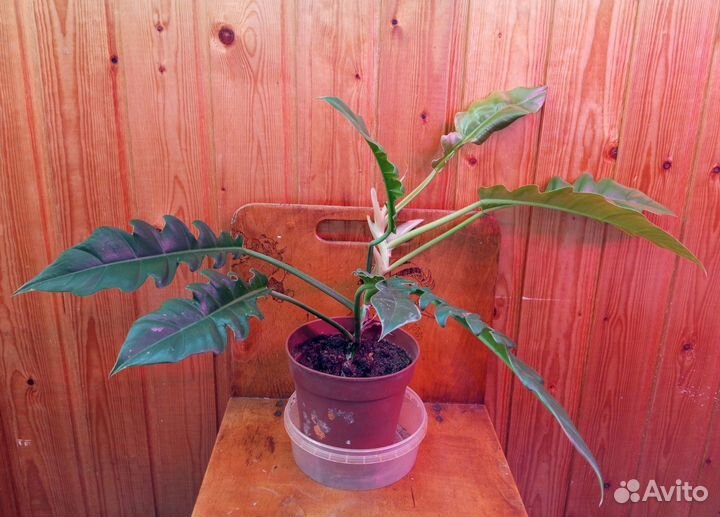 Филодендрон Сциндапсус Фиалка