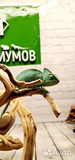 Хамелеоны с комплектом для содержания