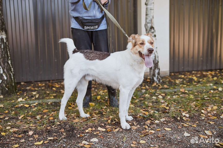 Пес Белочек ищет дом